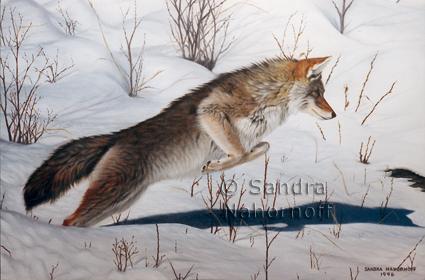 Coyote by Sandra Nahornoff