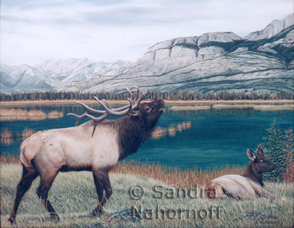 Rocky Mountain Elk by Sandra Nahornoff