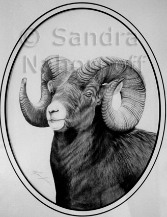 Bighorn Sheep by Sandra Nahornoff
