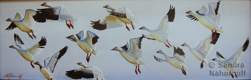 Snow Geese by Sandra Nahornoff