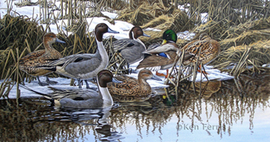 Reflections of Spring Pintails by Ken Ferris