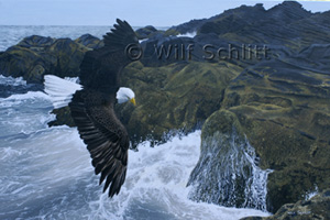 Eagle by Wilf Schlitt